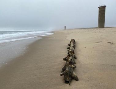 a long piece of driftwood on a sandy beach near a tall stone tower